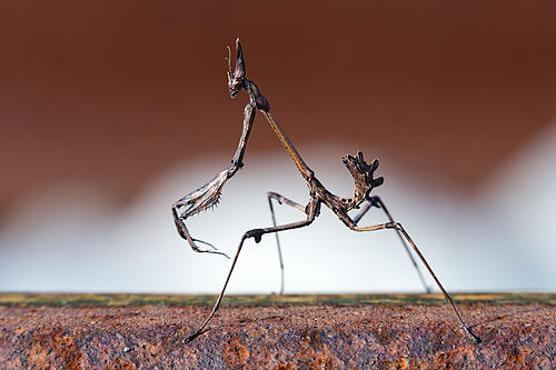 Empusa pennata